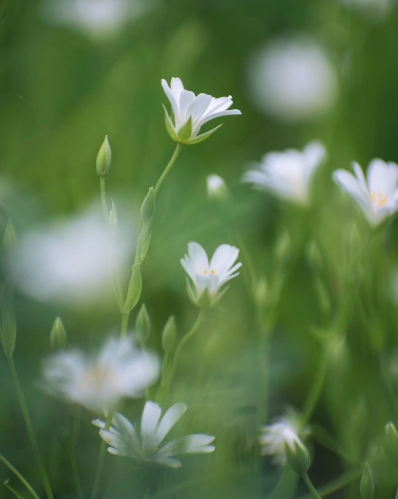 Photograph by Виктория Селютина