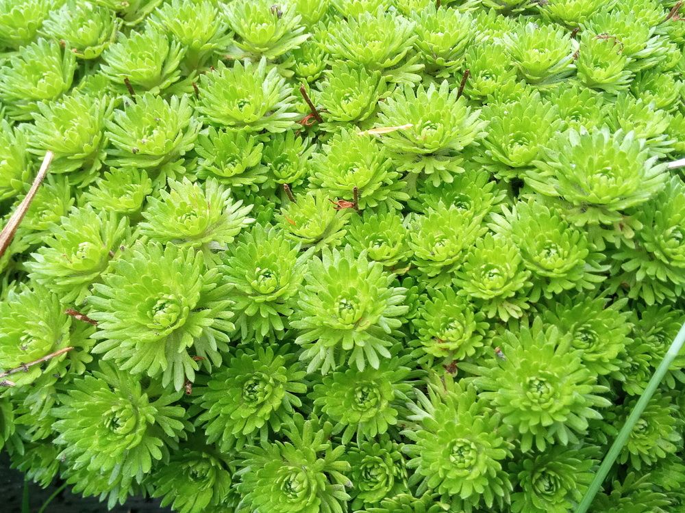 Photograph by Golikova Natalia