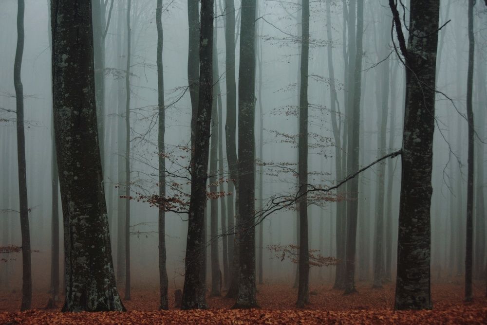 Photograph by Alexandru Manaf