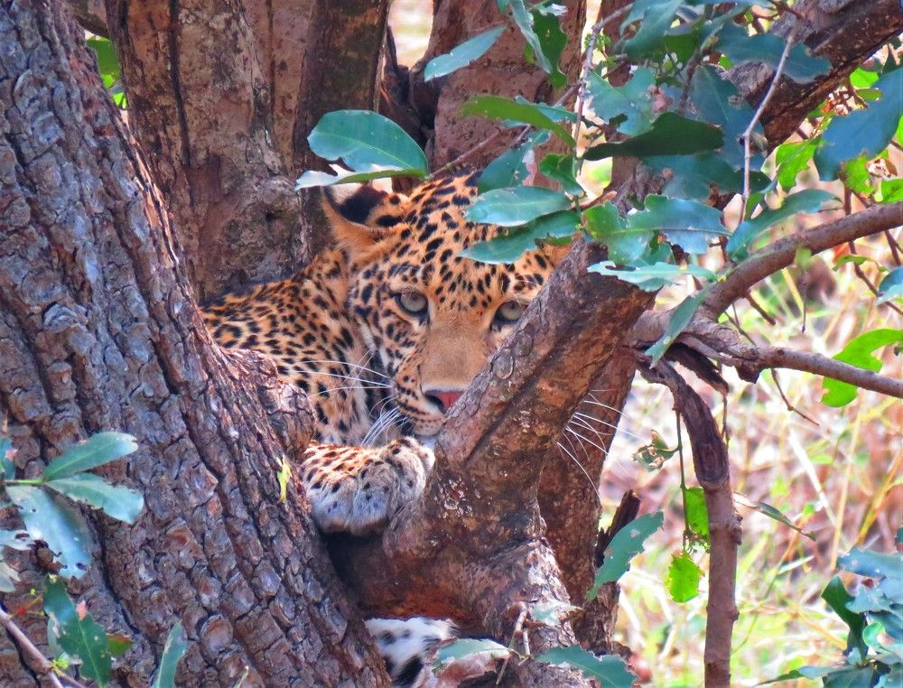 Photograph by ANISH BISWAS