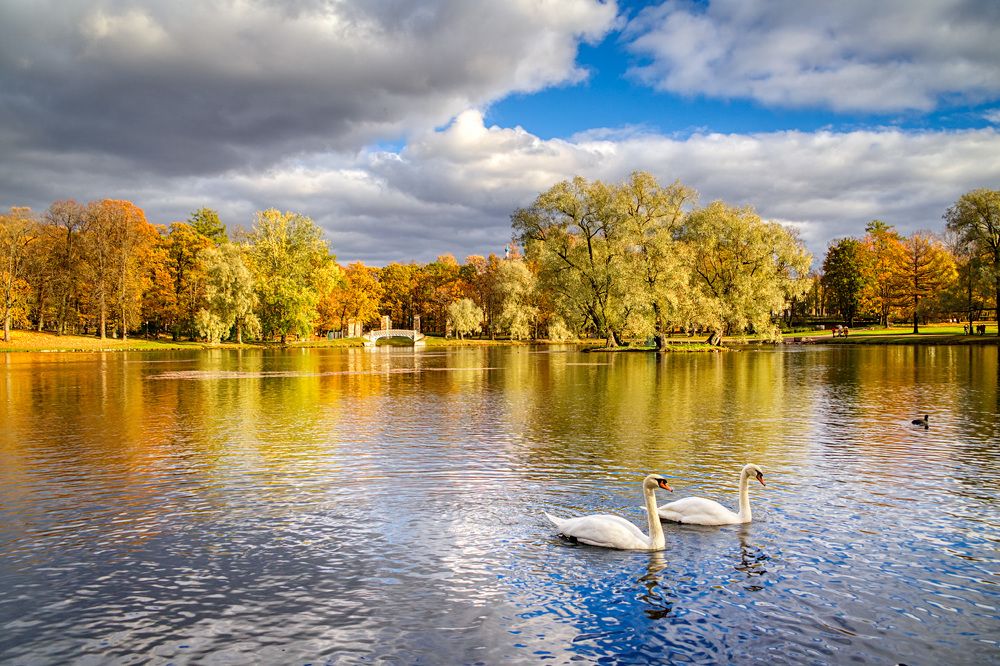 Лебединая осень - Гатчина