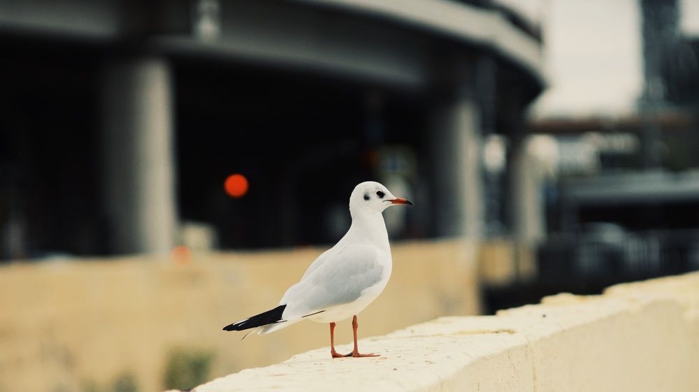 Photograph by Алёна Бондаренко