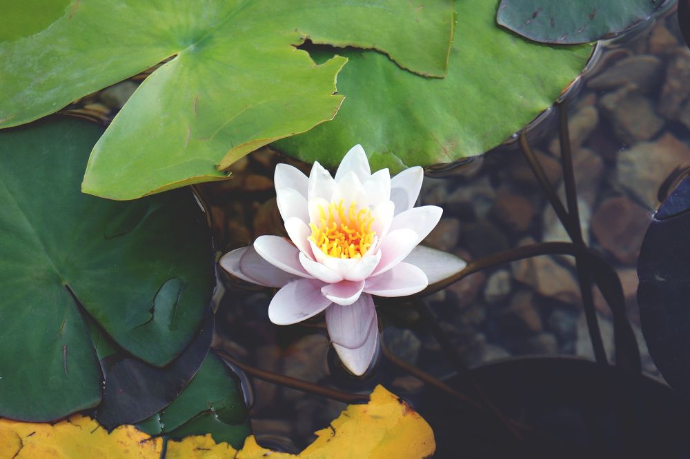 Photograph by Анатолий Вивдич