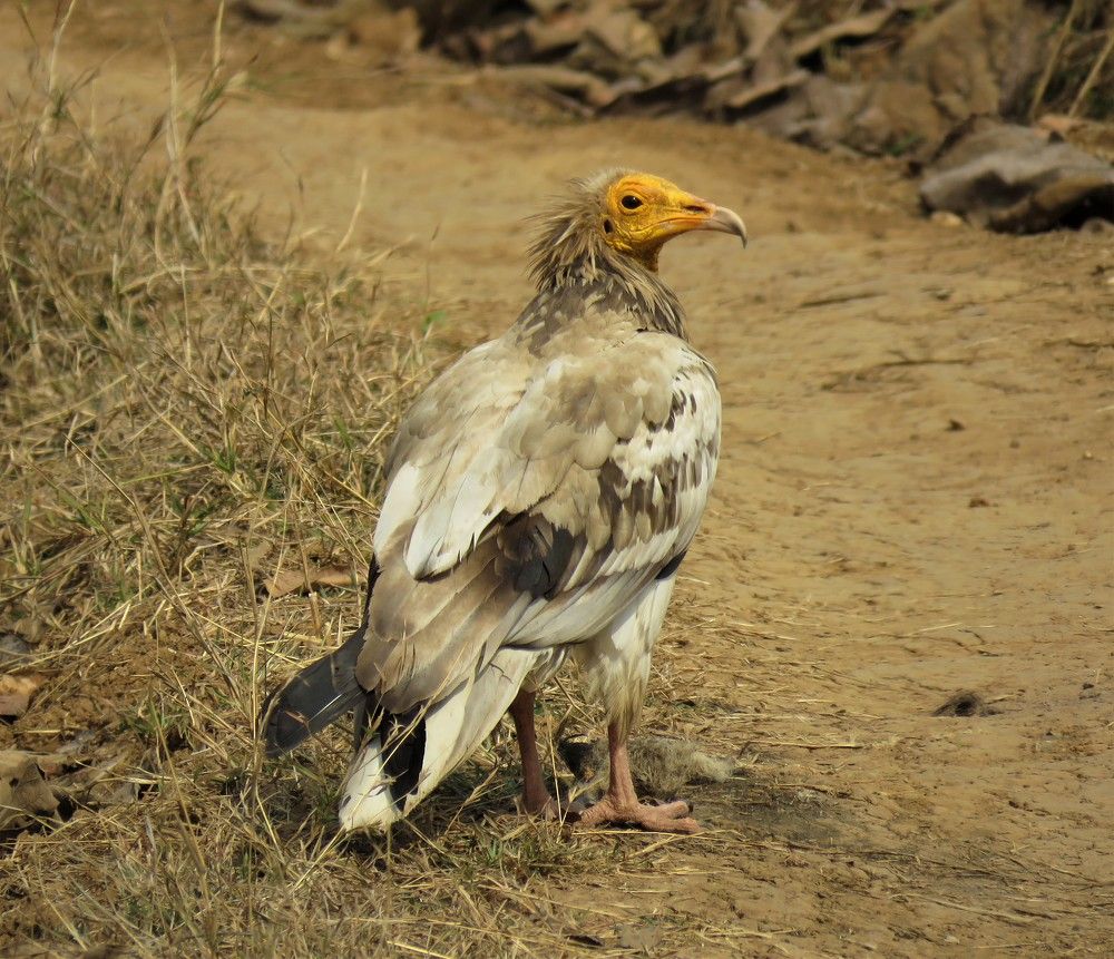 Photograph by ANISH BISWAS