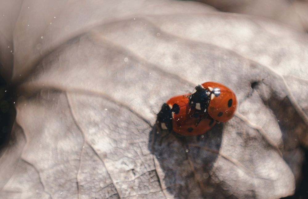 Photograph by Анатолий Щербак