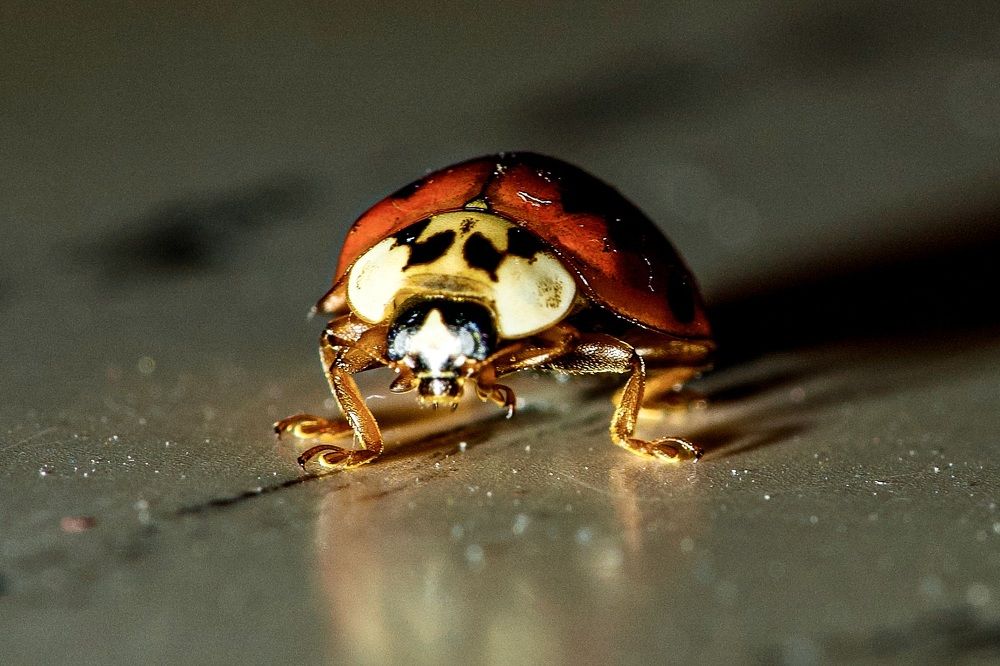 Photograph by Алексей Шевченко