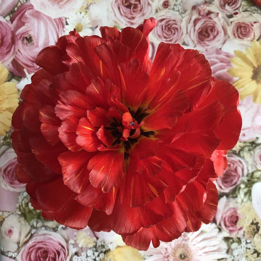 Фотография автора Василий Здоровецкий