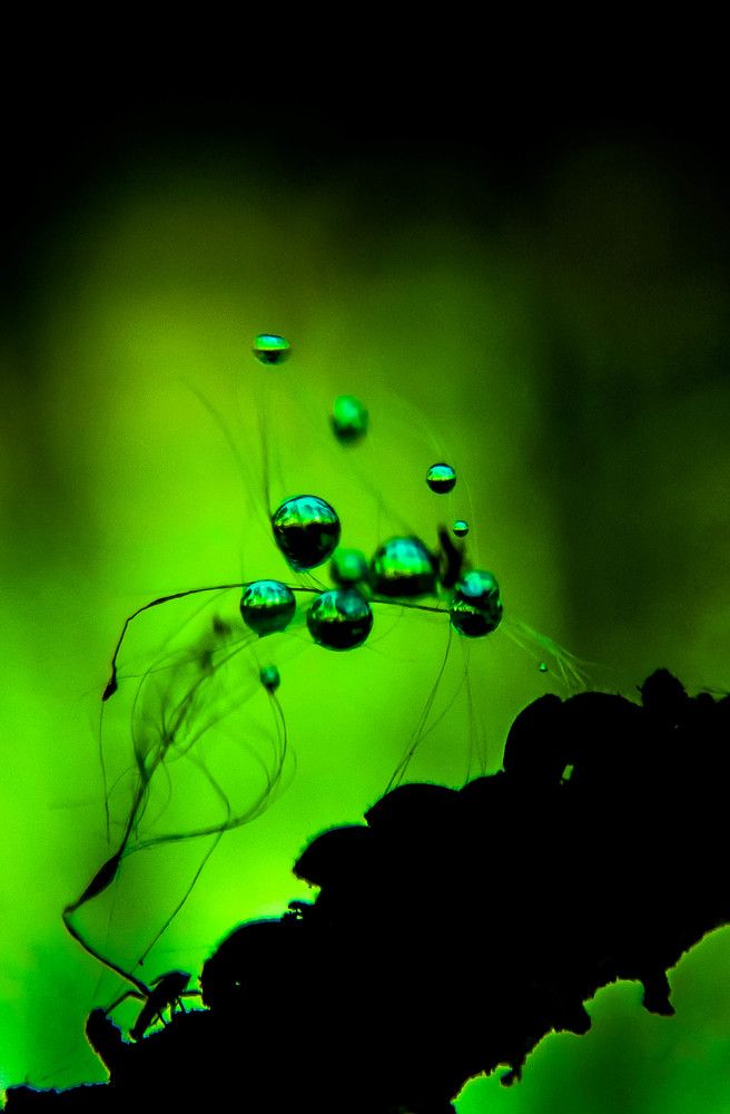 Photograph by Диана Бородзе