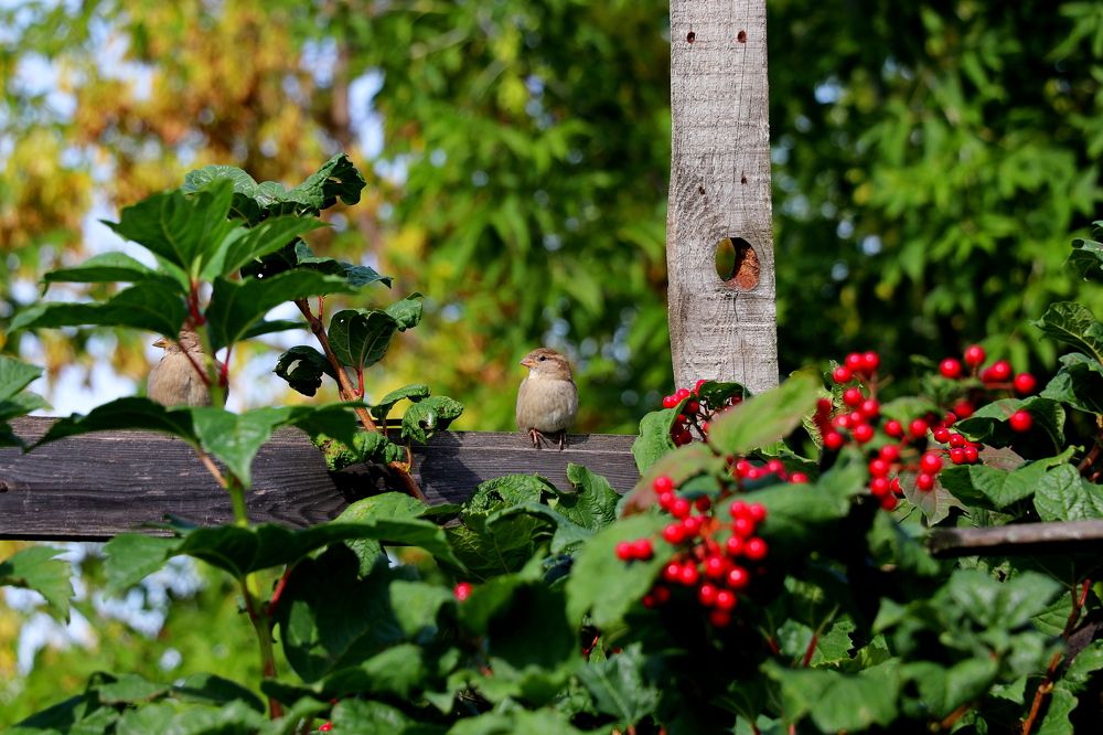 Photograph by Марина Миклашевич