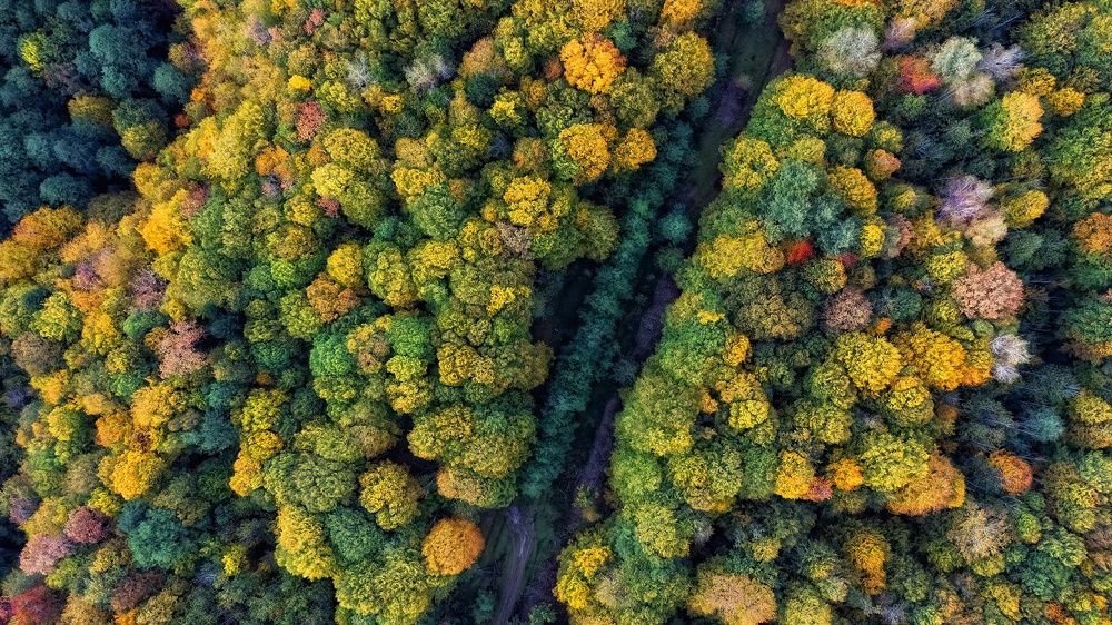 Палитра горной осени