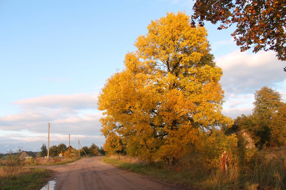 Осень на родной улице