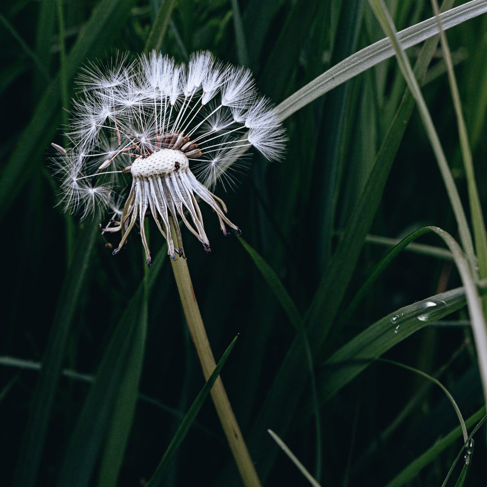 Photograph by Елена Иванова