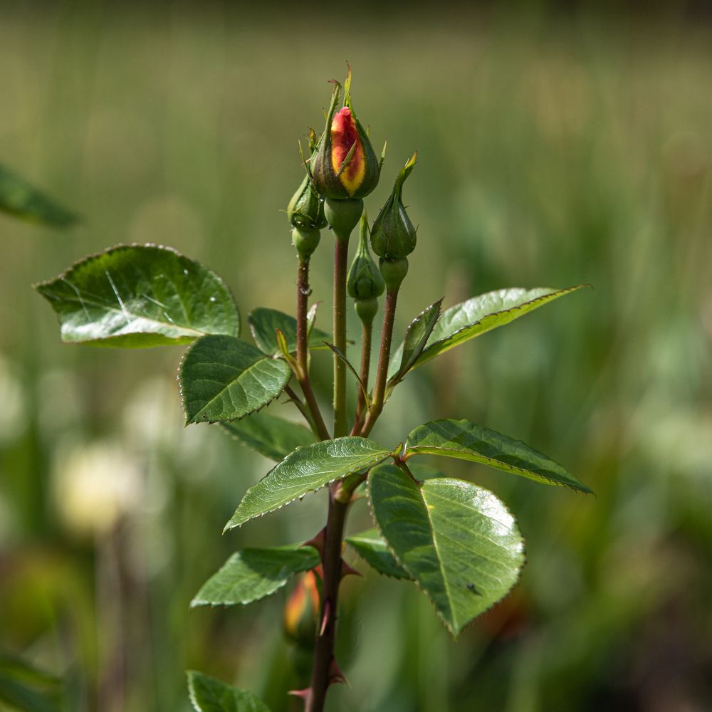 Photograph by Елена Иванова