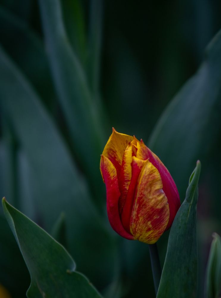 Photograph by Ирина Крепак