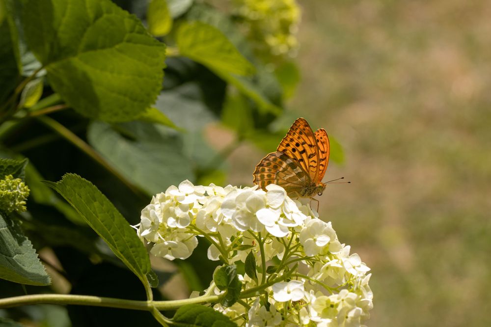 Photograph by Елена Иванова