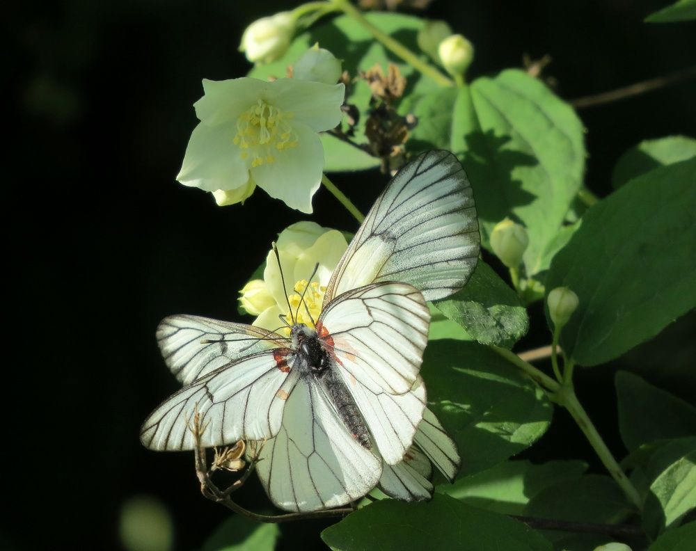 Жасмин и капустница