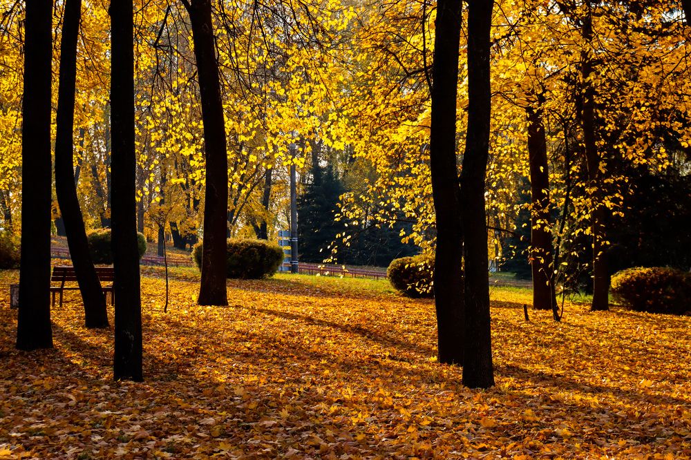 Золотистые липы в городском парке.