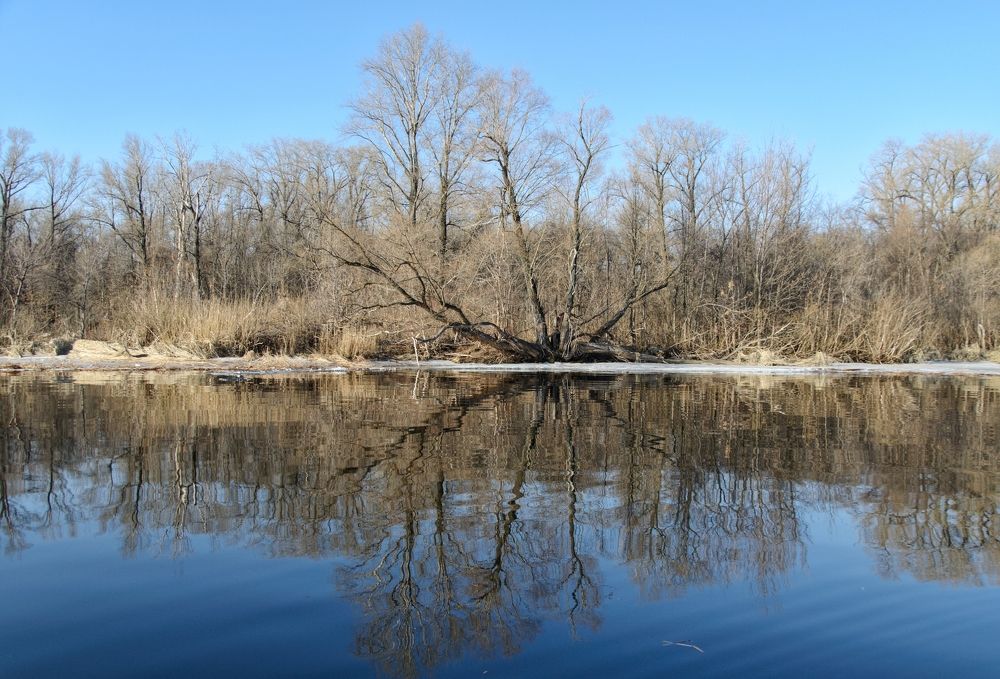 Старое дерево