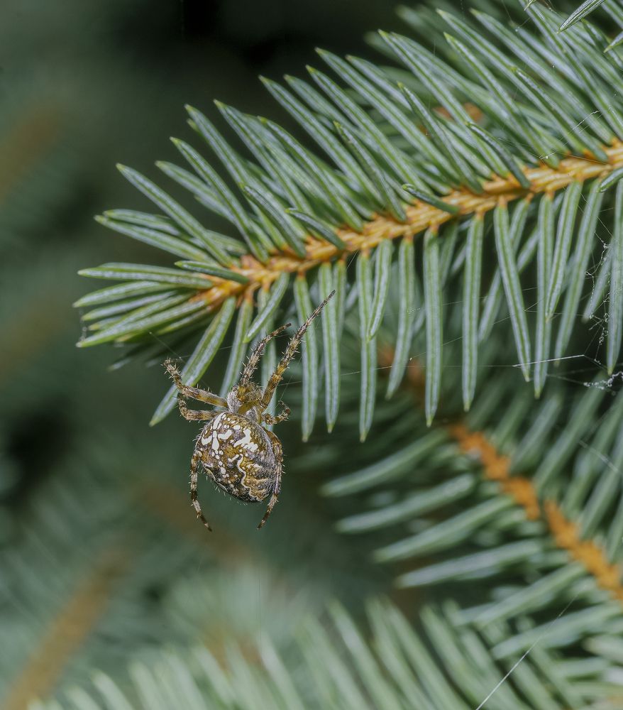 Photograph by Олег Китаев