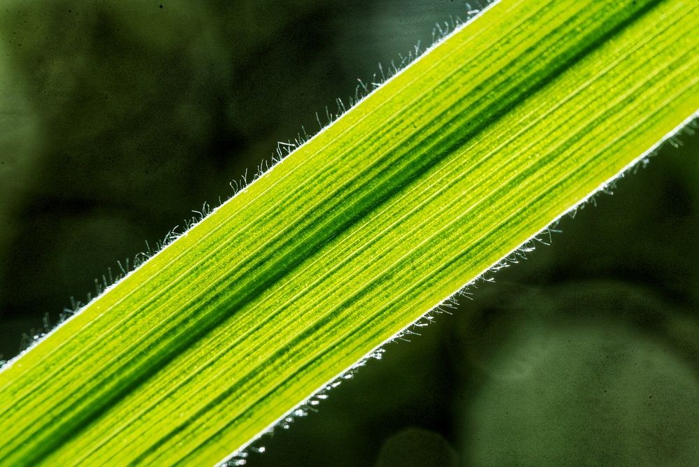 Photograph by Alexander Mishuris