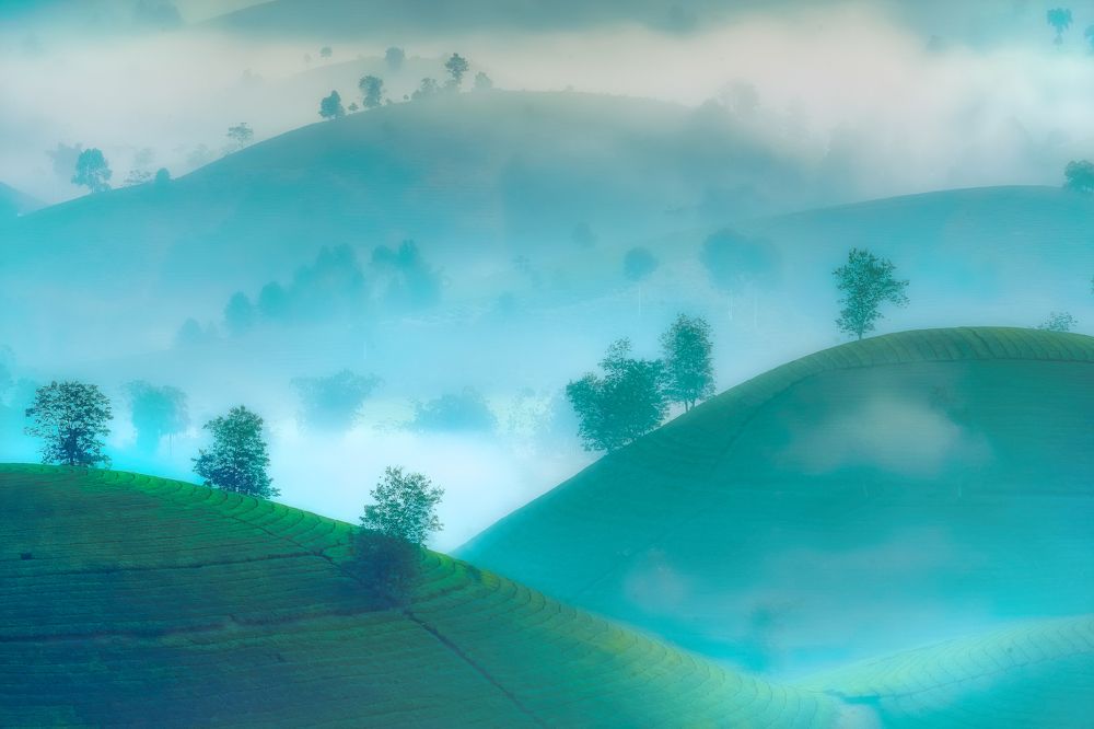 Photograph by Lê Huy Anh