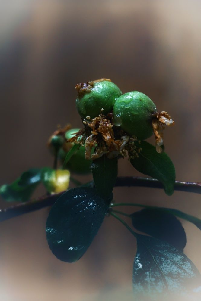 Photograph by Marziyeh Nasiri