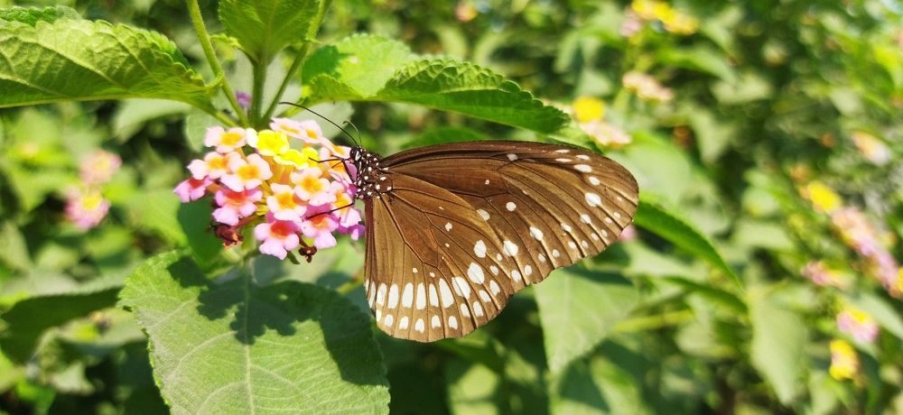 Photograph by Nayan Nandurkar