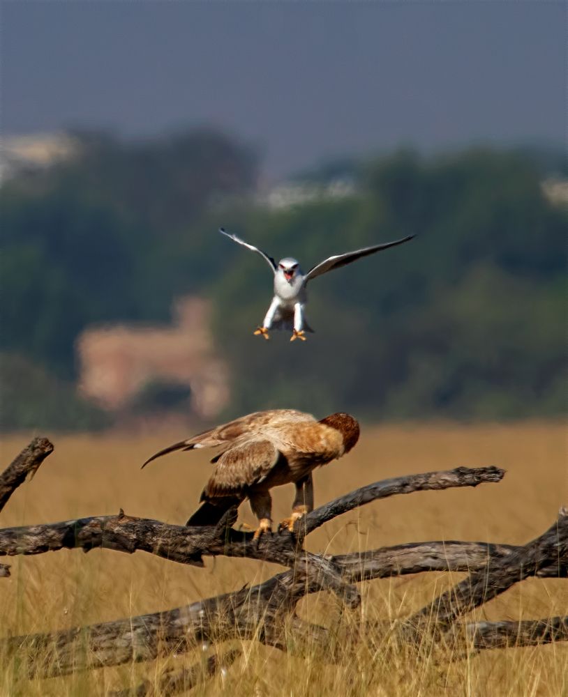 Фотография автора hitesh chawla