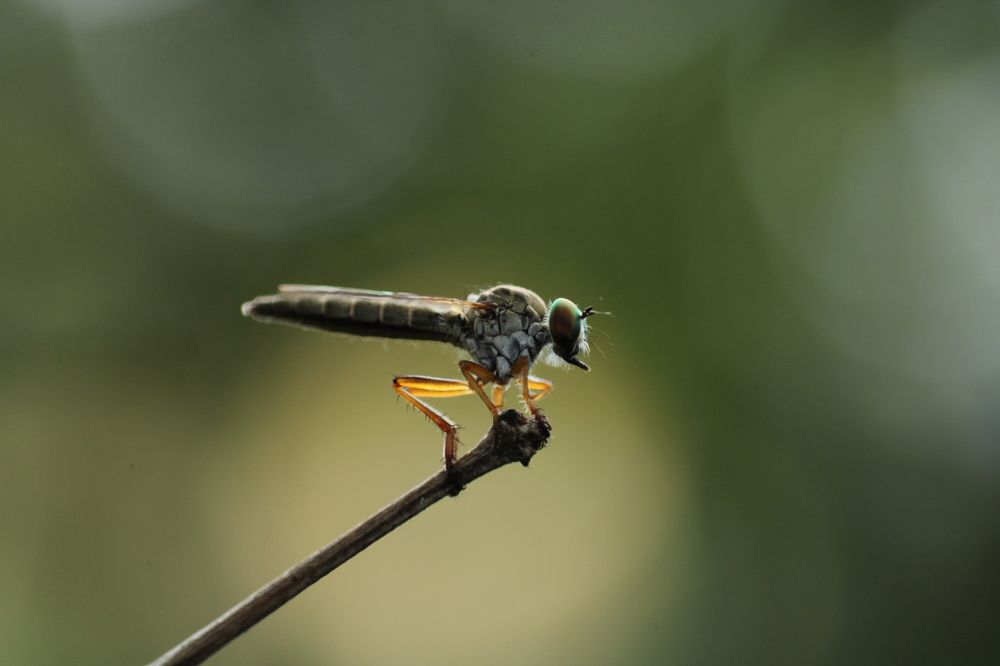 Photograph by Ganesh Pandian