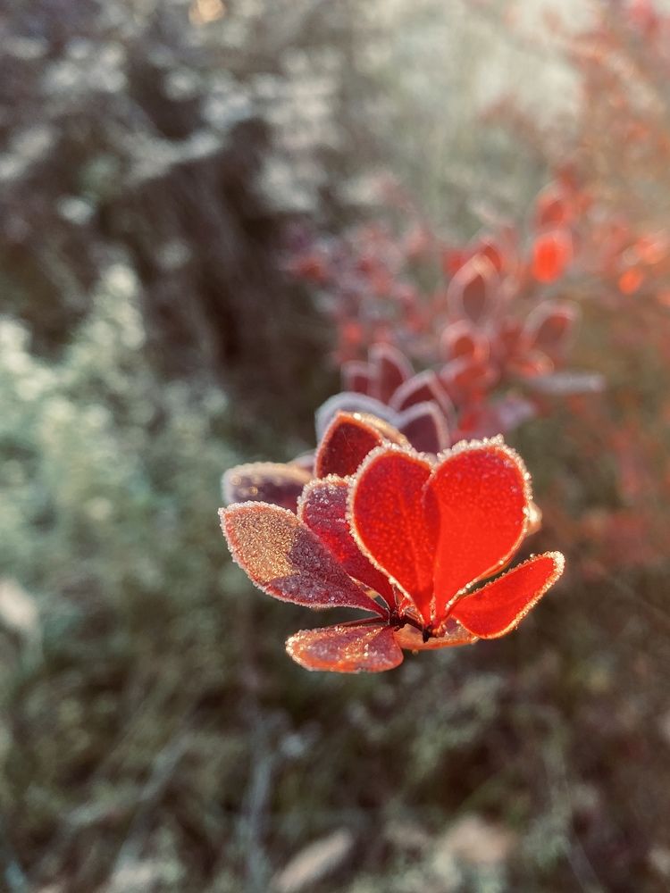 Photograph by Елена Гущина