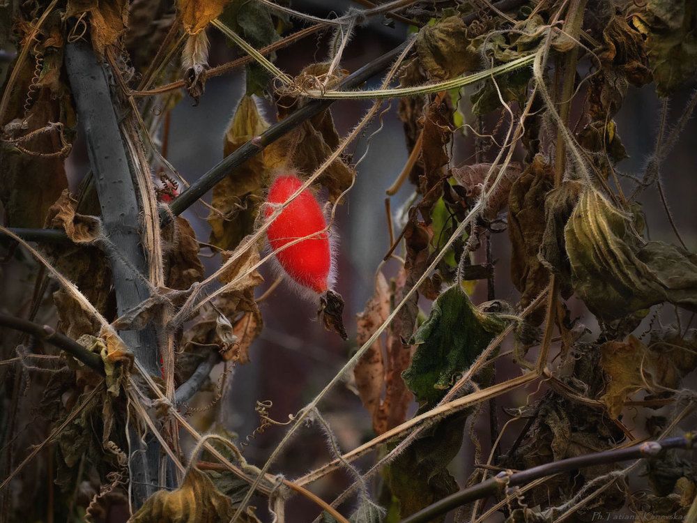 Photograph by Tatiana Kanevskaya