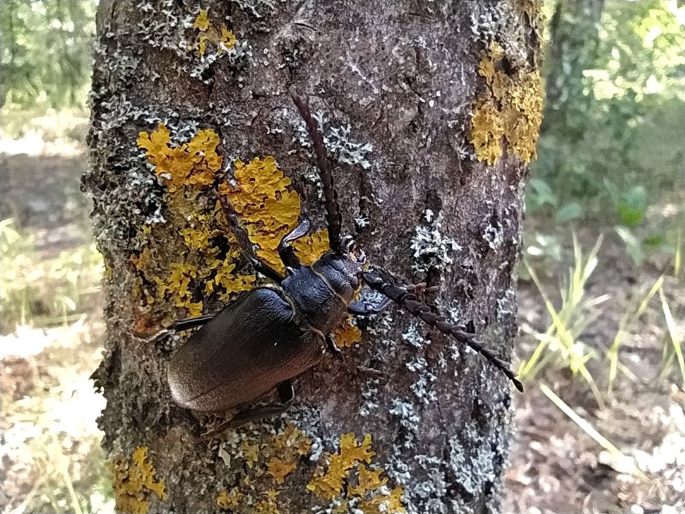 Фотография автора Алексей Самойлов