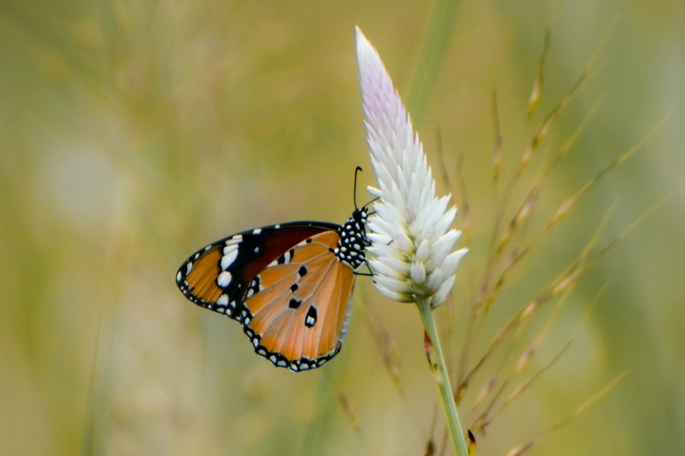 Photograph by Mohit Sain