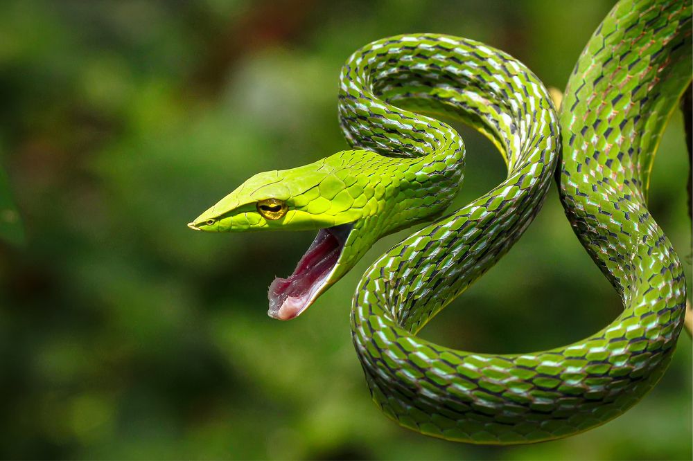 Photograph by k Ravi Reju