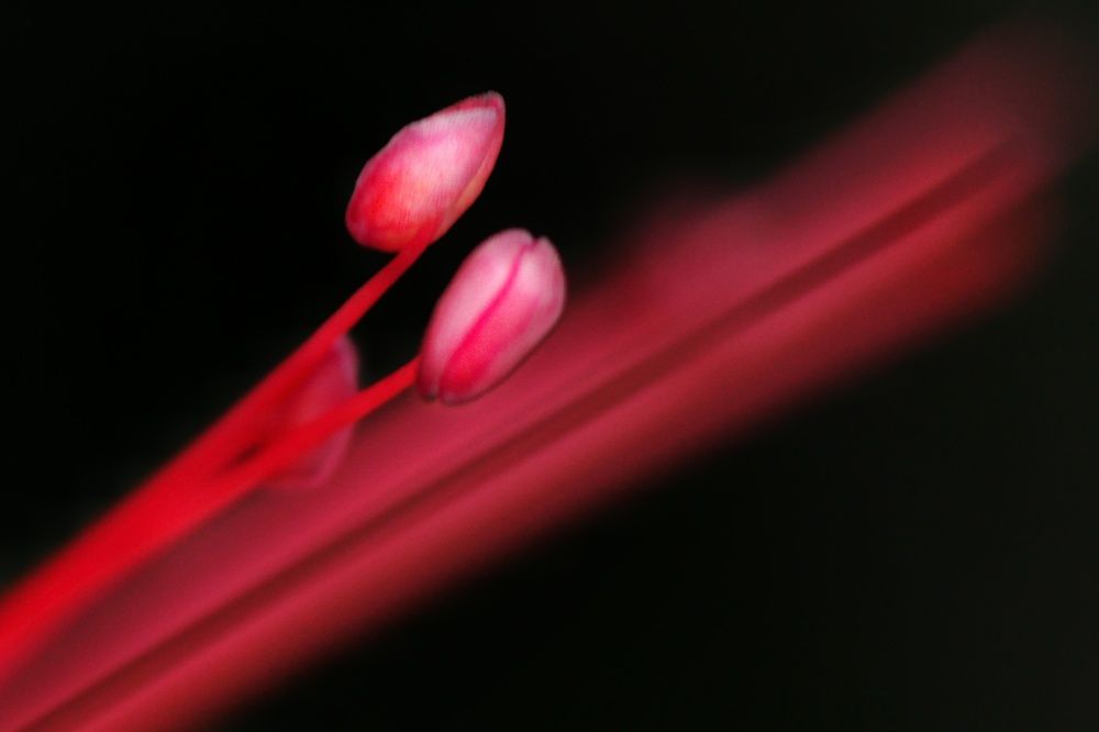 Photograph by Pheap Sophinh