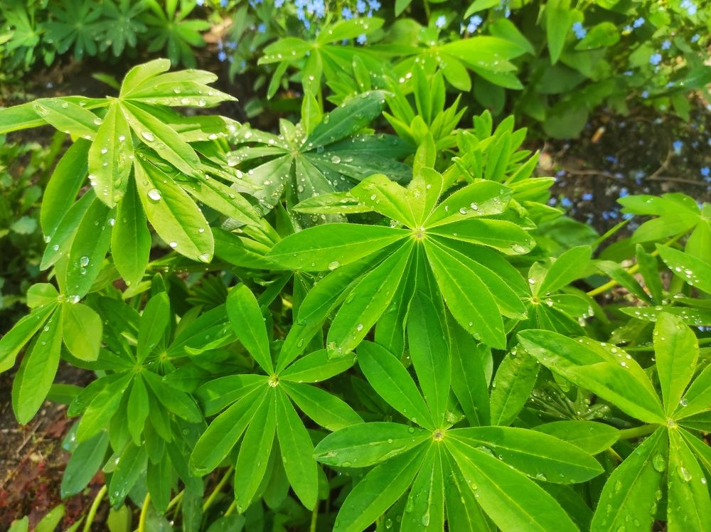 Photograph by Ирина Саттарова