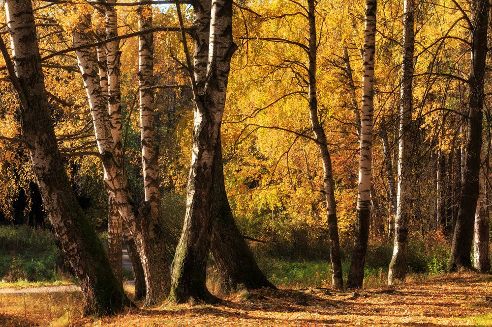 Photograph by Максим Калашников