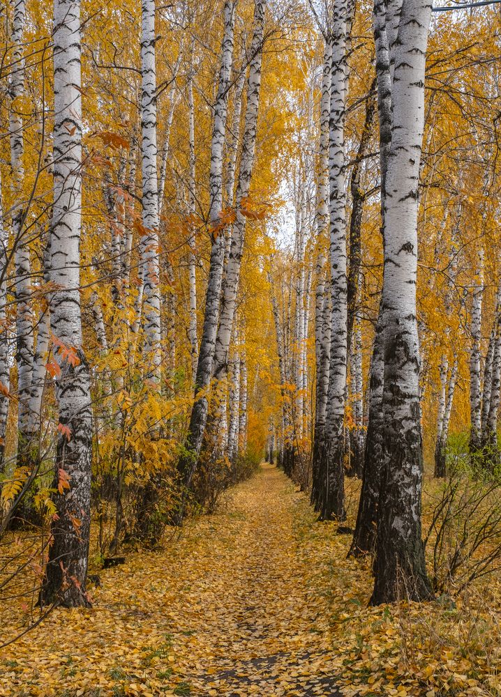 Photograph by Ирина Толокновская