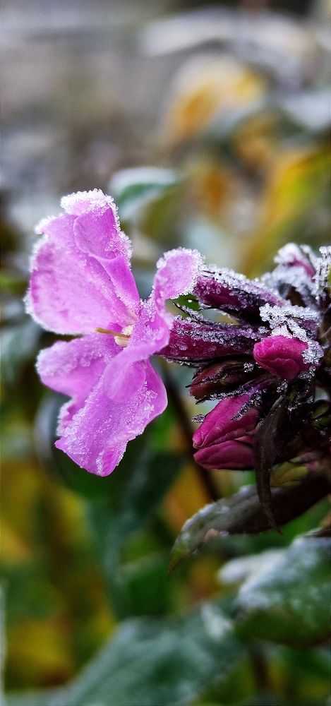 Фотография автора Васильева Ирина