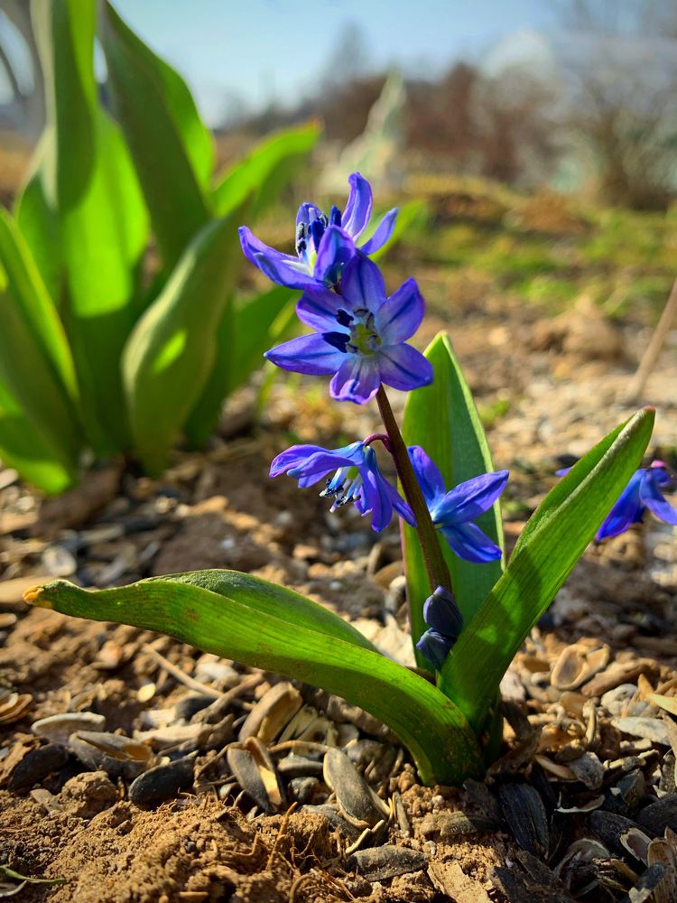 Проле́ска (лат. Scílla).