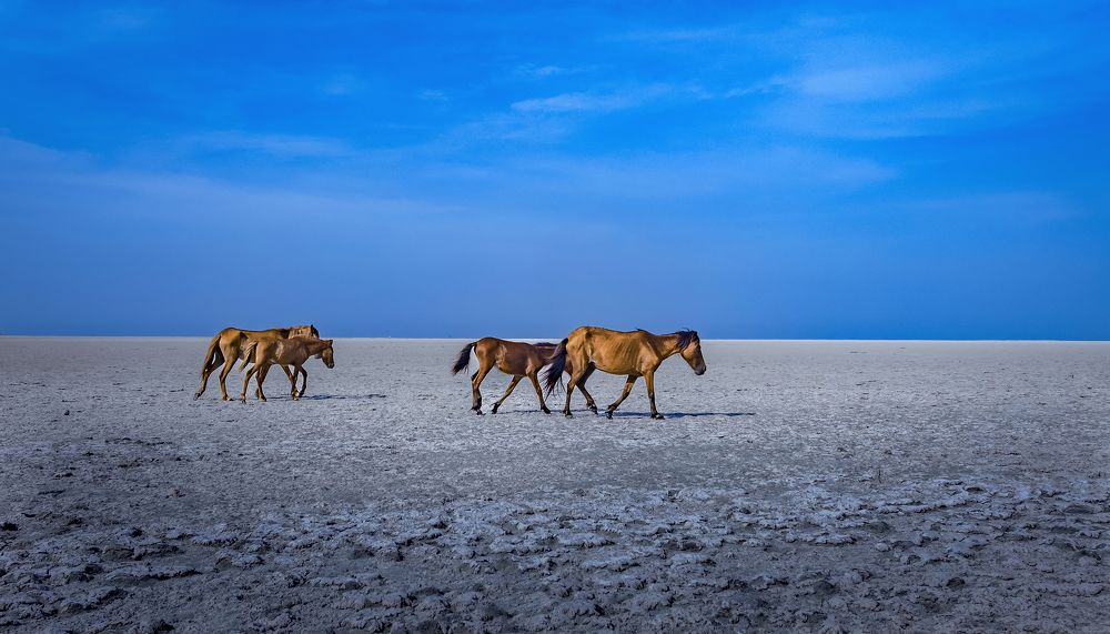 Photograph by k Ravi Reju