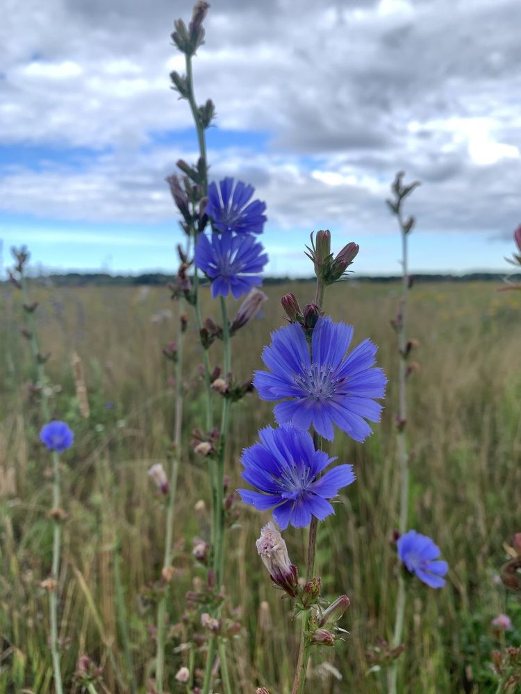 Цикорий обыкновенный (лат. Cichórium íntybus).