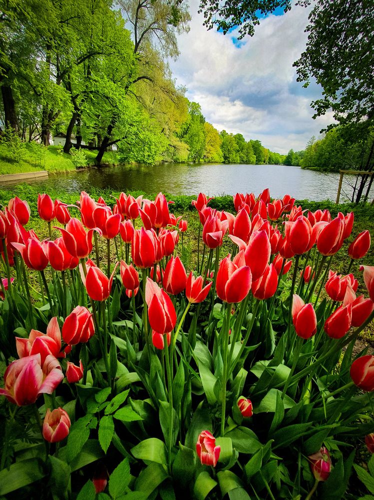 Фестиваль тюльпанов.