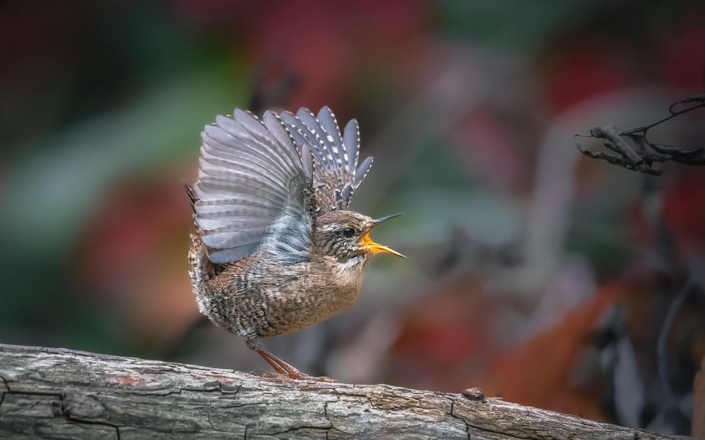 Осенний солист