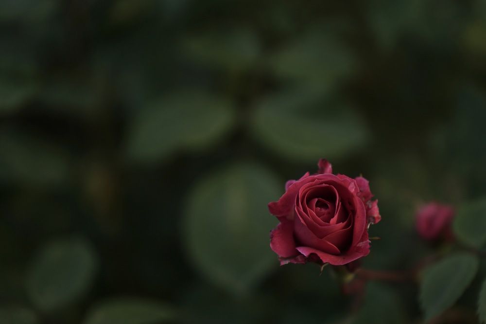 Photograph by Марина Аникина