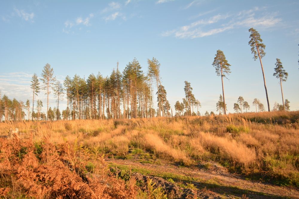 Photograph by Sветлана Афонина