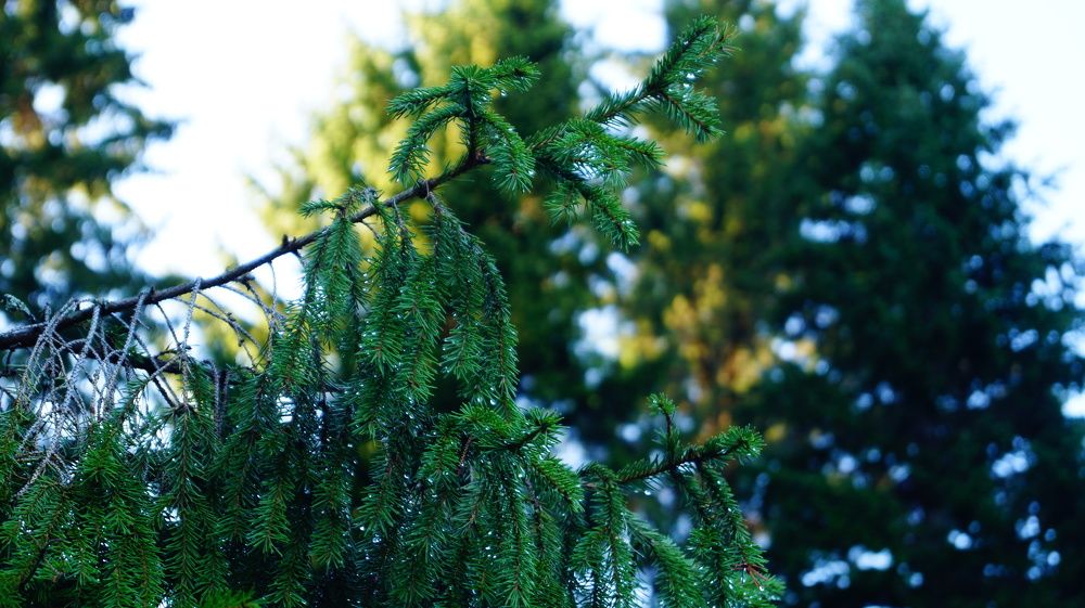 Photograph by Лиза Малыгина