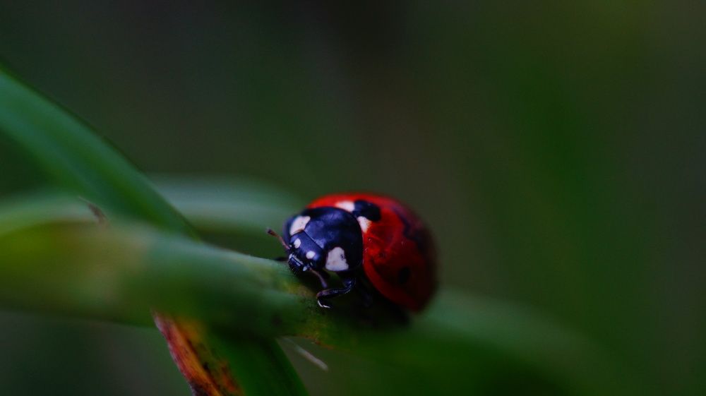 Photograph by Лиза Малыгина