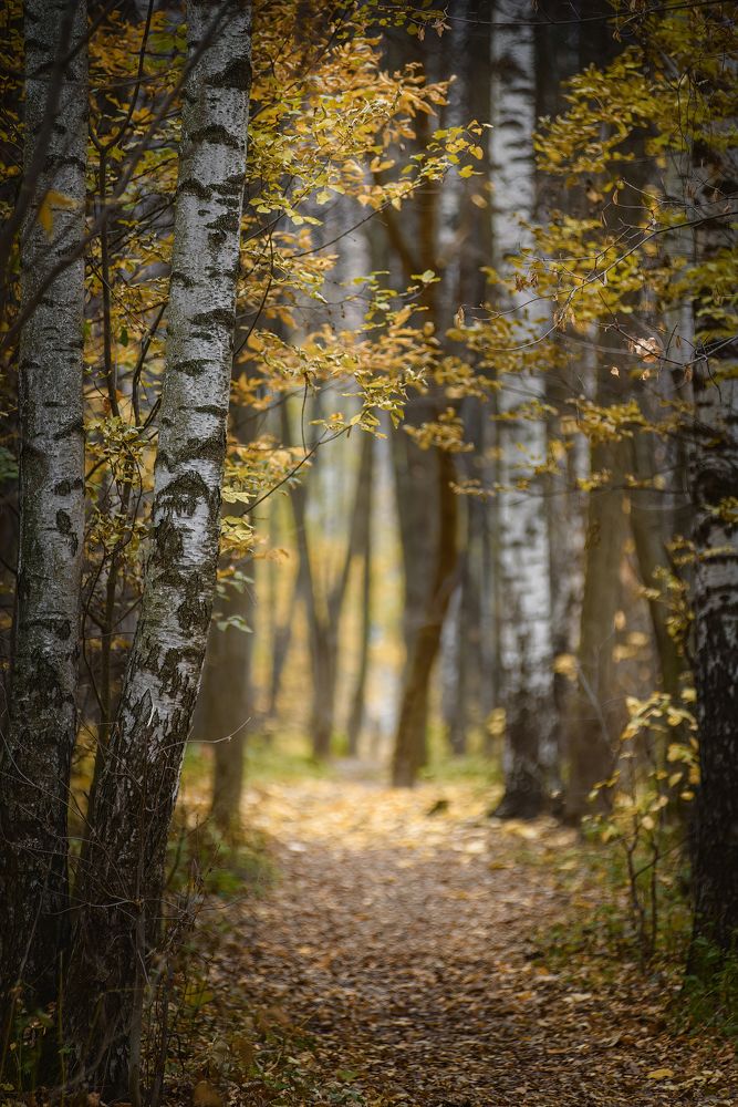 Photograph by Алексей Соколов