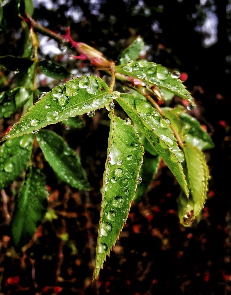 Photograph by Елена Артёменко